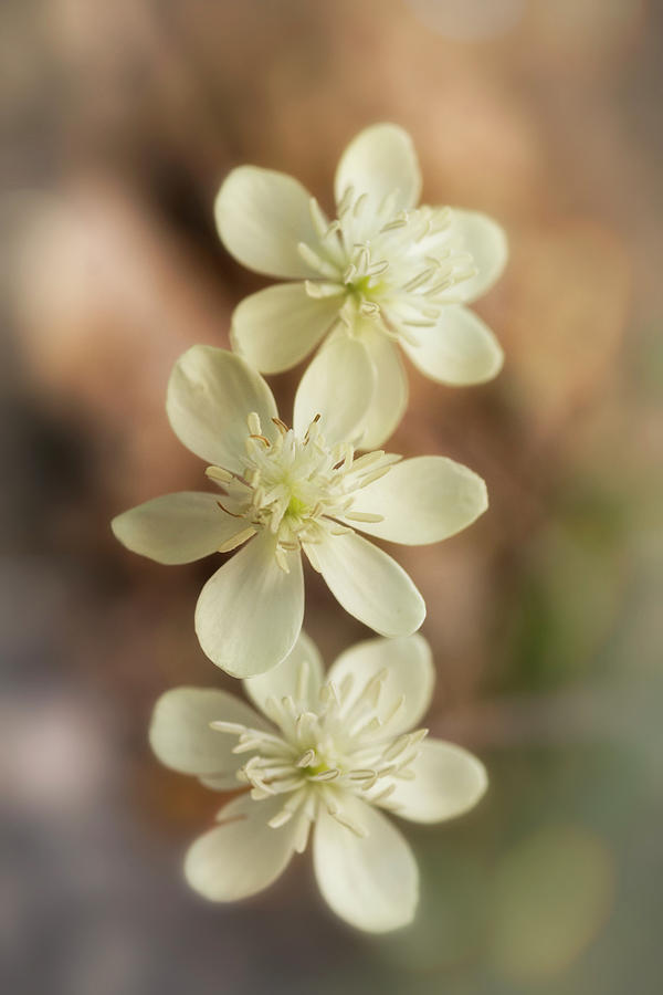 Little White Wildflowers  Photograph by Saija Lehtonen