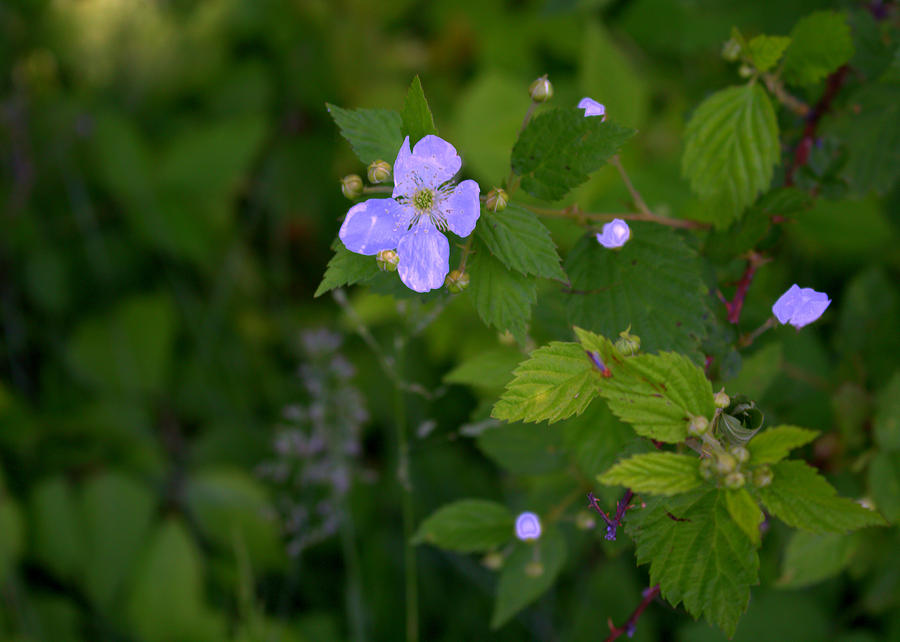 Little Wildflower Photograph by Mindy Newman