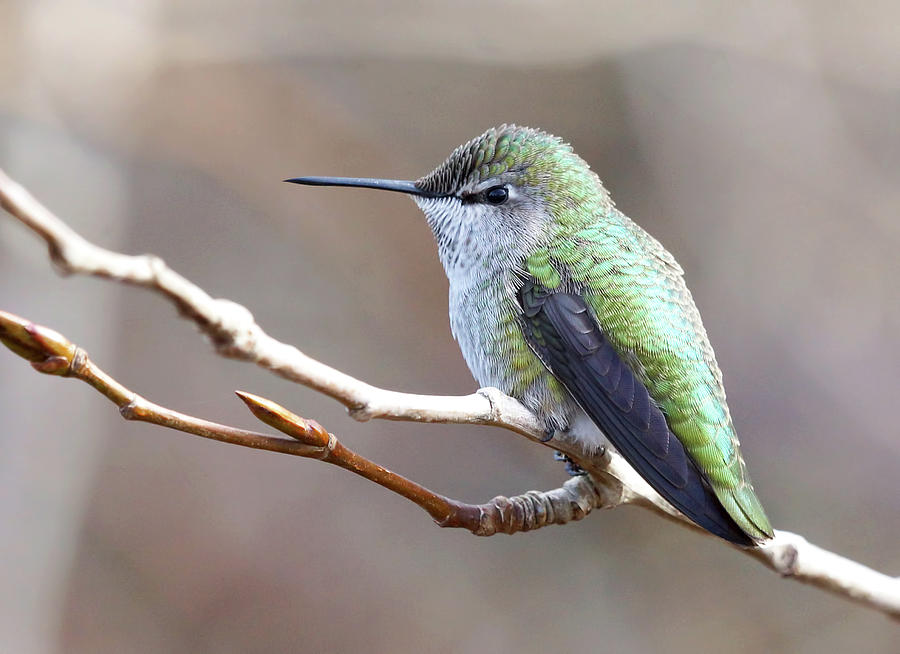 Winter Photograph - Little Hummingbird  by Mark Hryciw