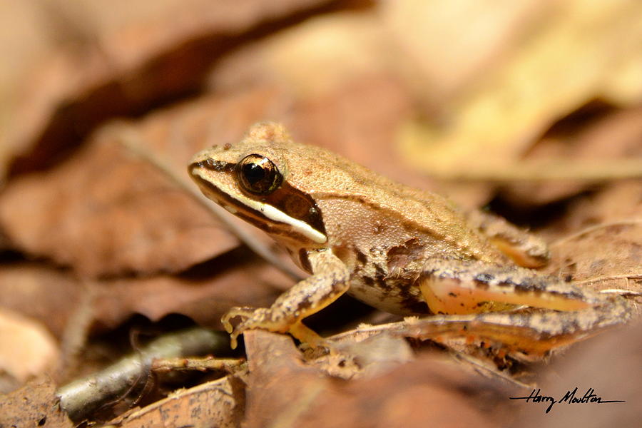 Little Wood Frog Photograph by Harry Moulton