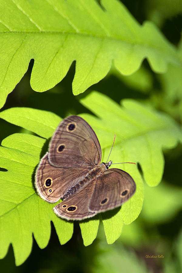 Little Wood Satyr Butterfly Photograph by Christina Rollo