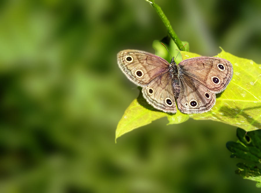Little Wood Satyr Butterfly - Megisto cymela Photograph by Carol Senske