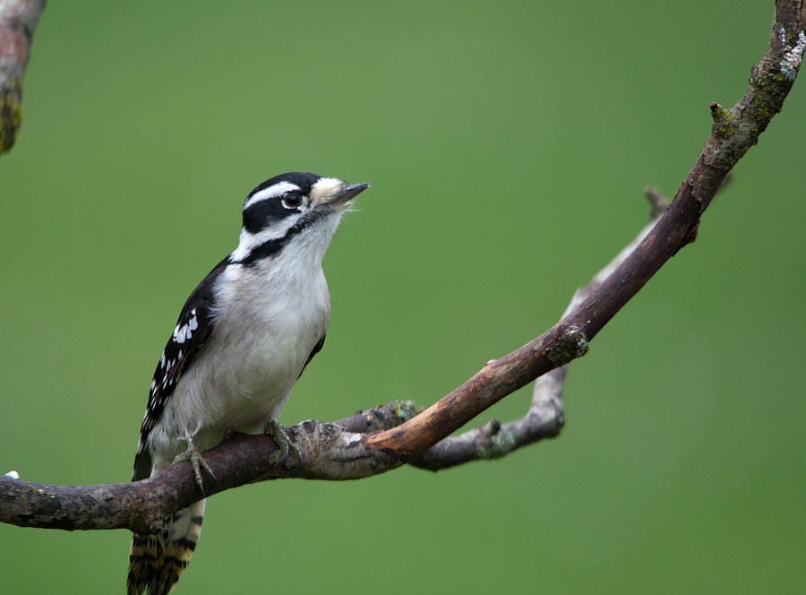 Little Woodpecker Photograph by Linda Kerkau - Pixels