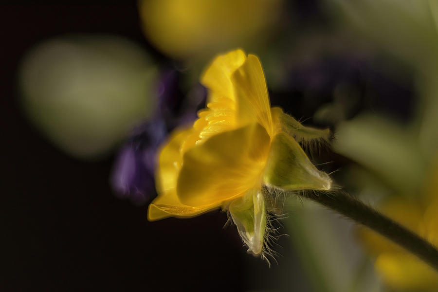 Little yellow and purple flowers Photograph by Wolfgang Stocker
