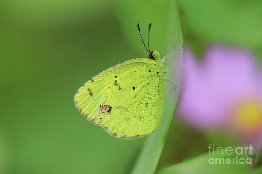 Little Yellow Butterfly Close-up Photograph by Karen Adams