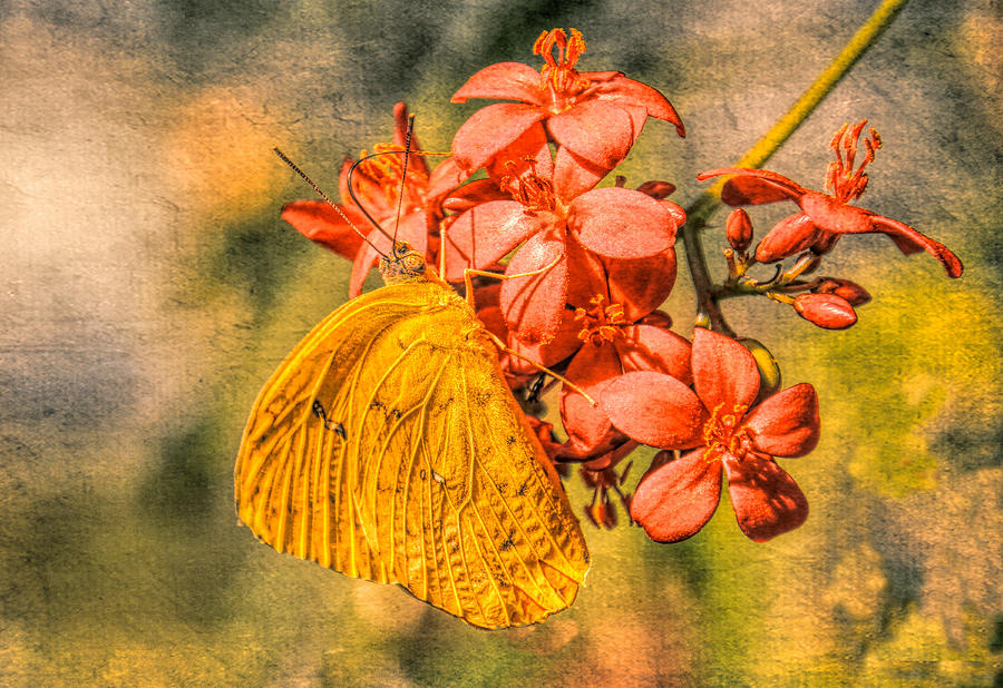 Little Golden Butterfly in Grunge Photograph by Rosalie Scanlon