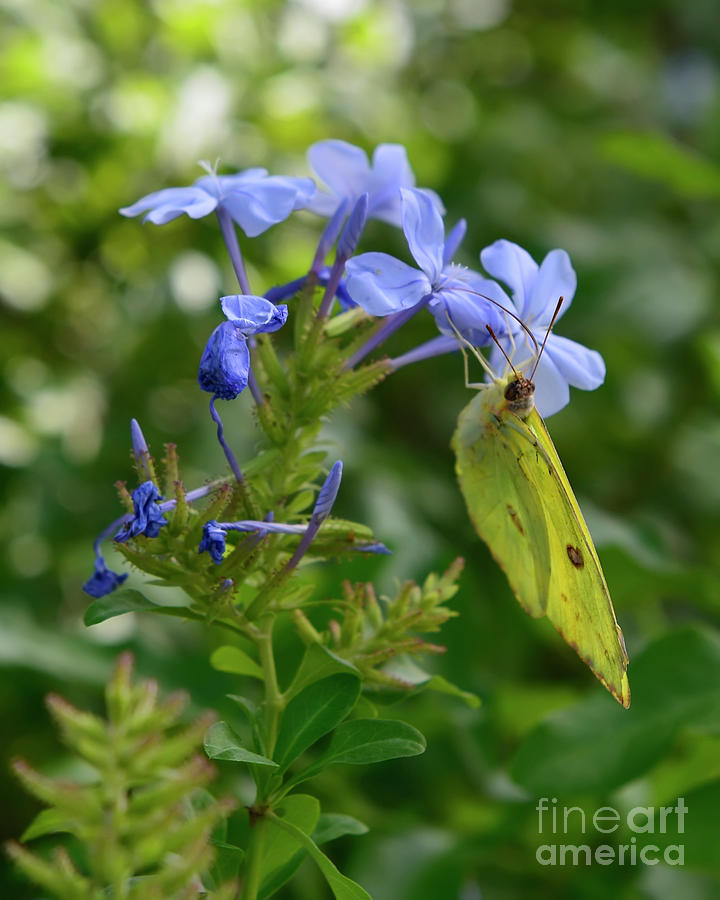 Little Yellow Butterfly On Plumbago Flowers Photograph by Olga Hamilton