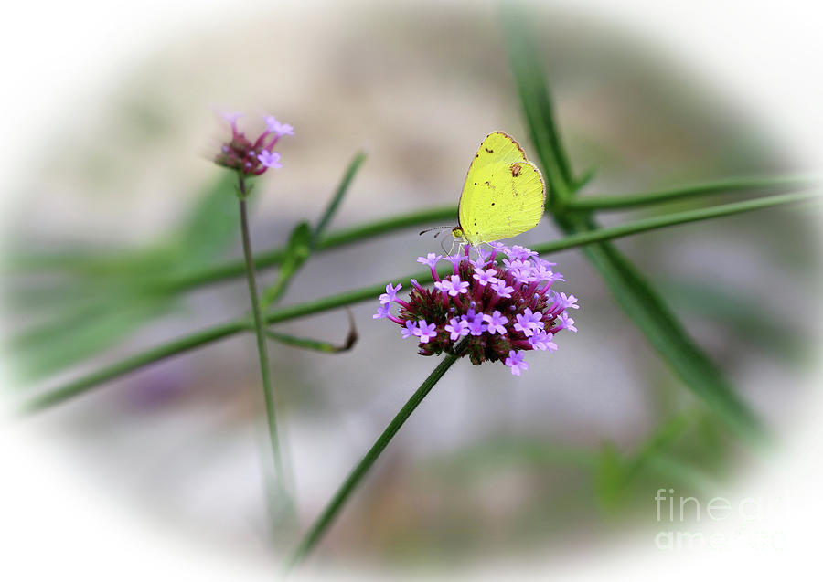 Little Yellow Butterfly on Verbena Photograph by Karen Adams