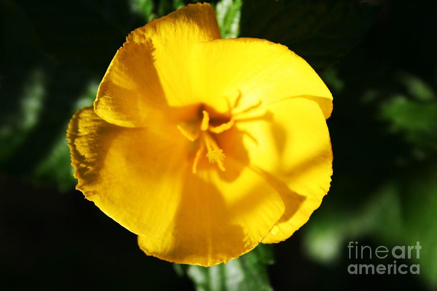 Nature Photograph - Little Yellow Flower by Maria Young