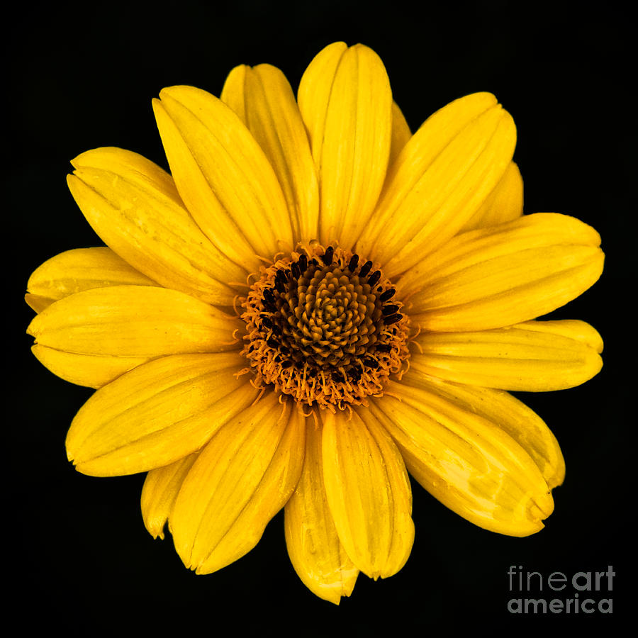 Little Yellow Flower Photograph by Mark Miller