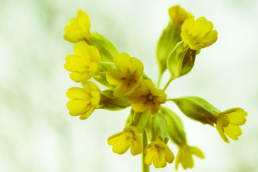 Little yellow flowers close-up Photograph by Vlad Baciu