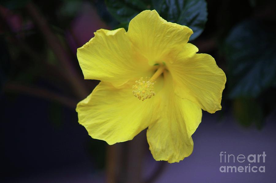 Flower Photograph - Little Yellow One by John S
