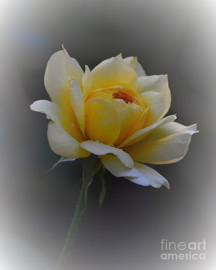Little Yellow Rose Photograph by Marilyn Smith