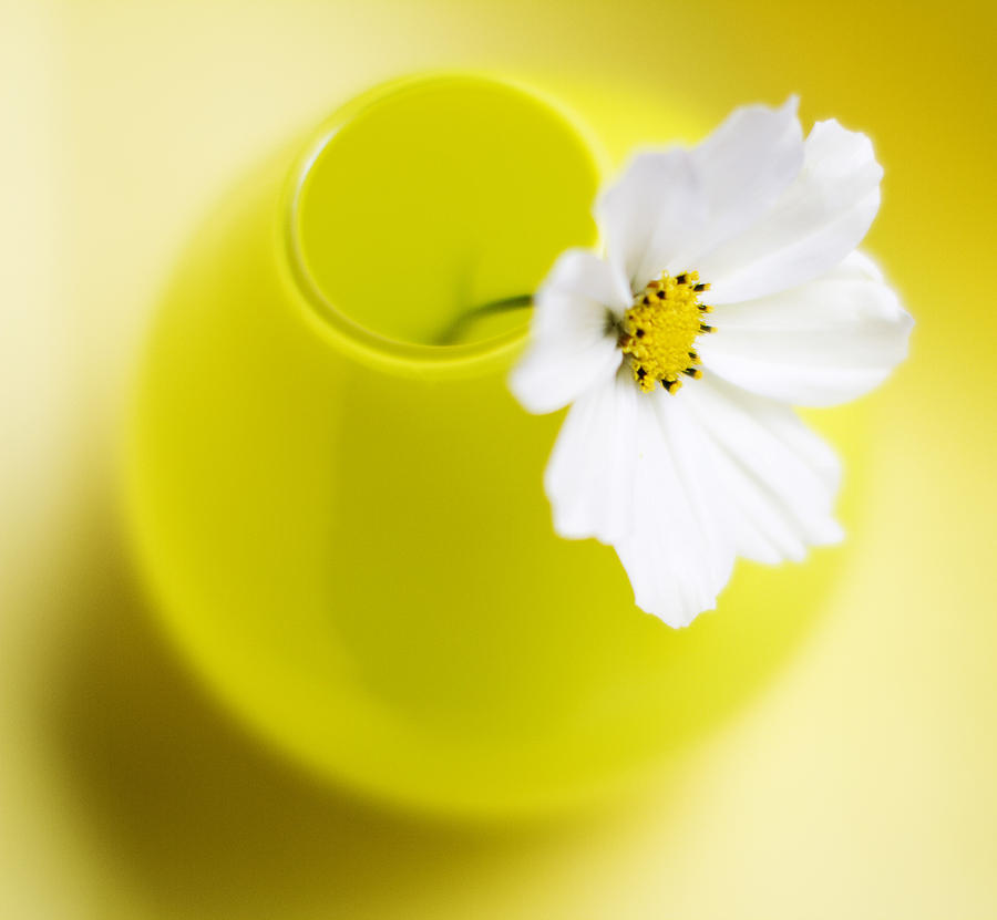 Yellow Photograph - Little Yellow Vase by Rebecca Cozart