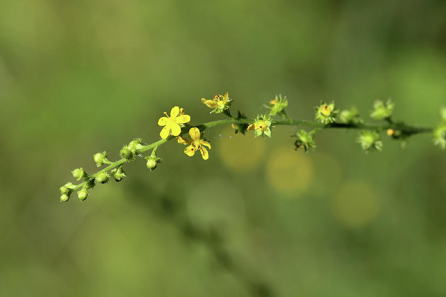 Little Yellow Wildflowers 070818 Photograph by Mary Bedy