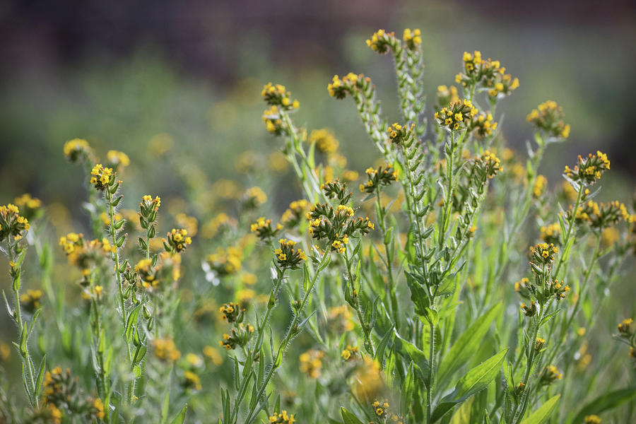 Little Yellow Wildflowers  Photograph by Saija Lehtonen