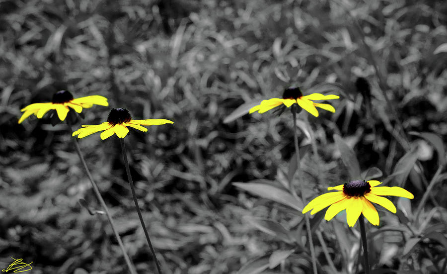Little yellows Photograph by Bradley Dever