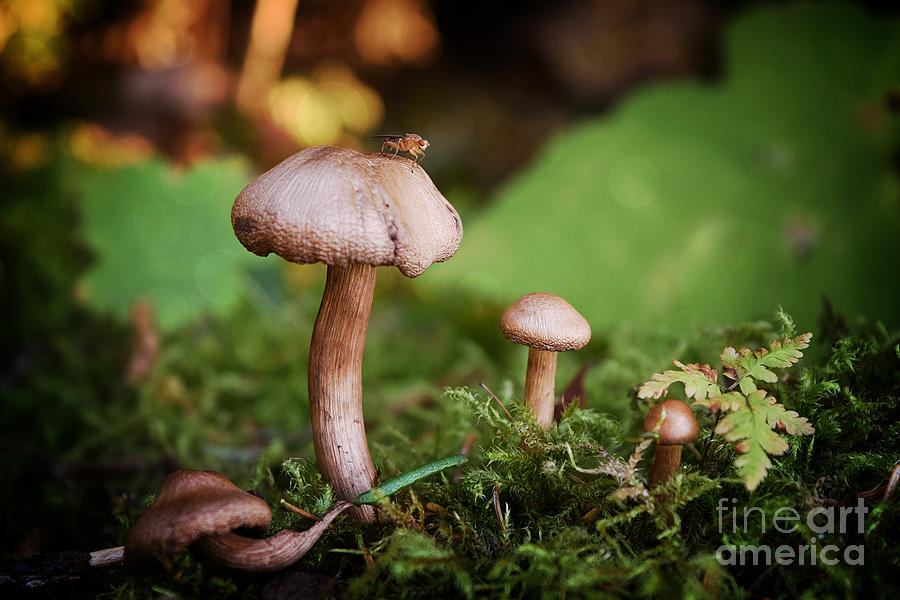 Mushroom Photograph - Littlest by Charity Hommel