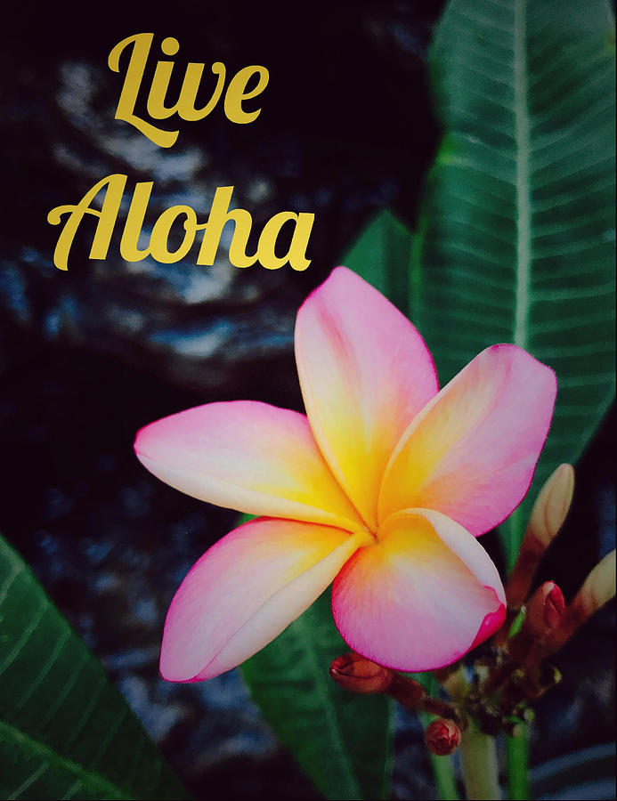 Live Aloha Photograph by Steph Gabler