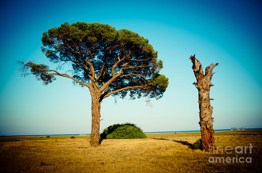 Live and dead tree at seacoast Photograph by Raimond Klavins
