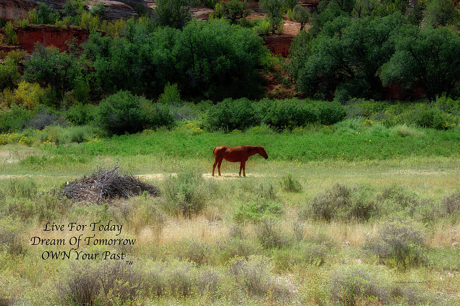 Live Dream Own Farming Lone Horse Southern Utah Textv Photograph by Thomas Woolworth