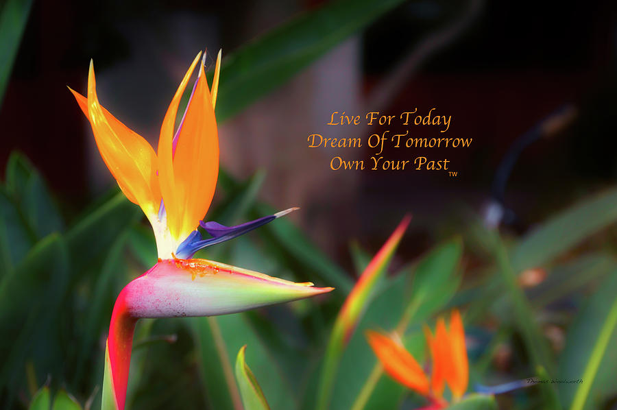Live Dream Own Floral Bird Of Paradise Text Photograph by Thomas Woolworth