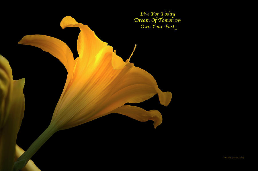Live Dream Own Floral Daylily Text Photograph by Thomas Woolworth