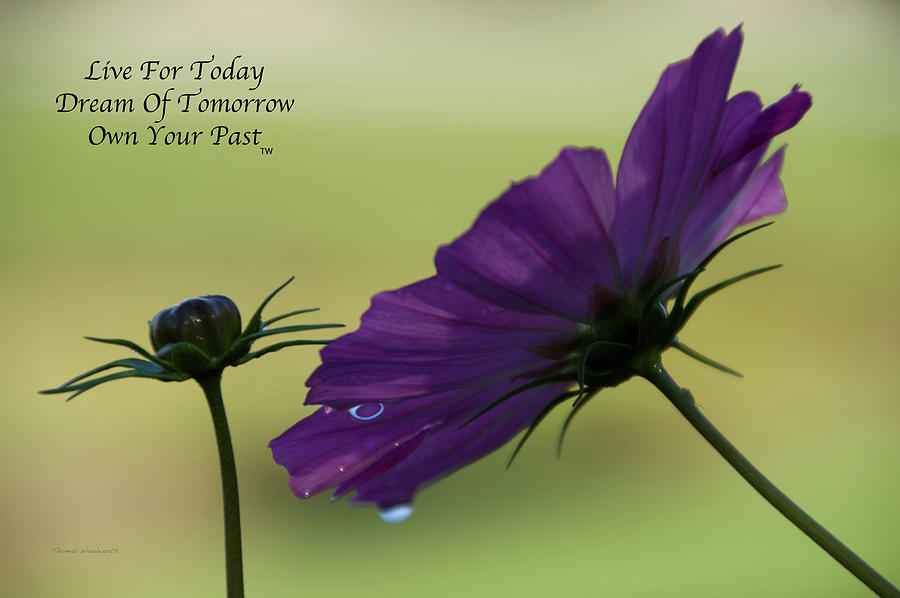 Live Dream Own Floral Early Dawns Light Text Photograph by Thomas Woolworth