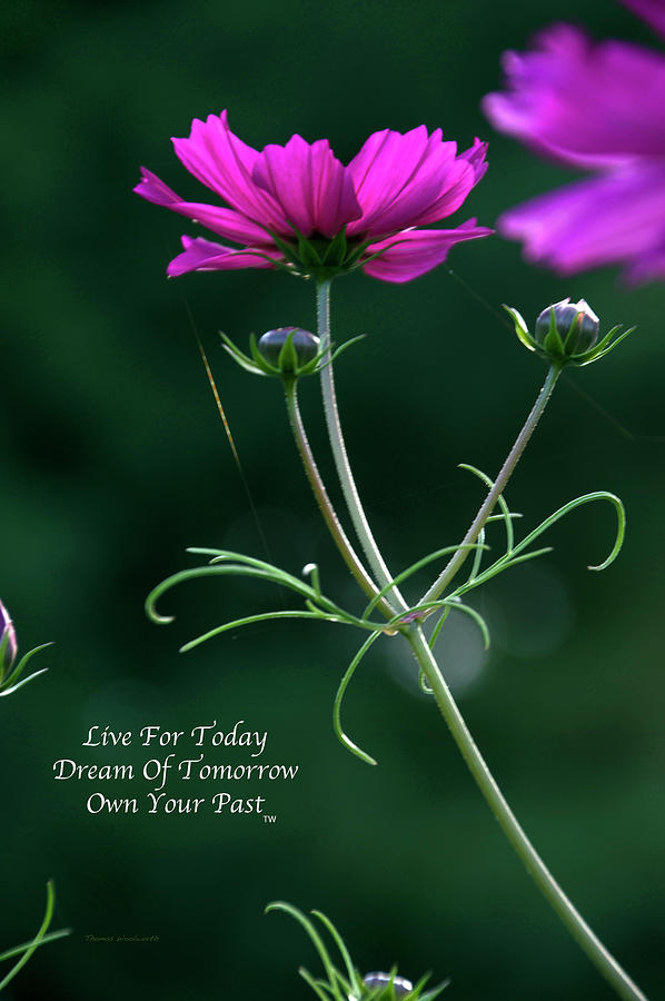 Live Dream Own Floral Early Dawns Light Vertical Text Photograph by Thomas Woolworth