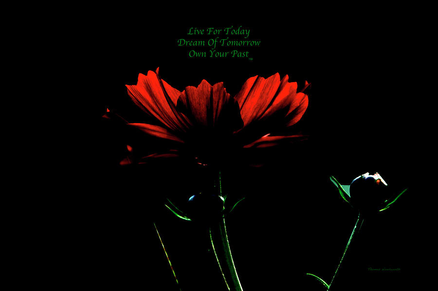 Live Dream Own Floral Moon Light Text Photograph by Thomas Woolworth
