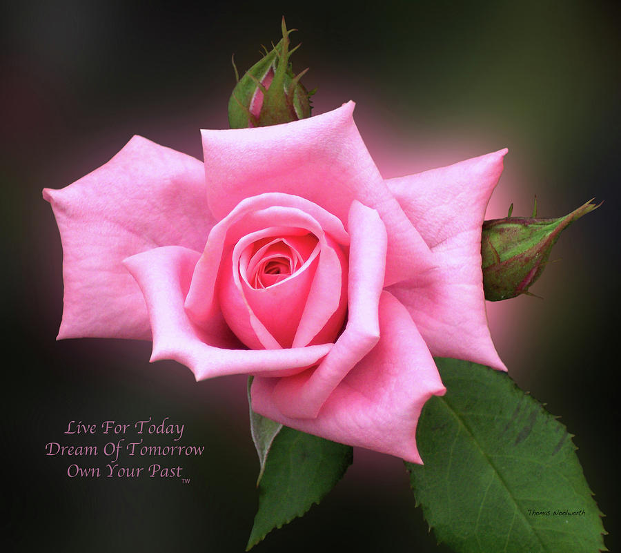 Live Dream Own Floral Pink Rose Text Photograph by Thomas Woolworth