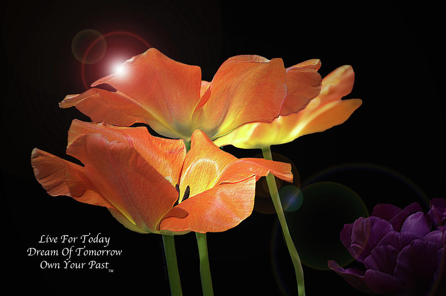 Live Dream Own Floral Spring Tulips Lens Flare Text Photograph by Thomas Woolworth