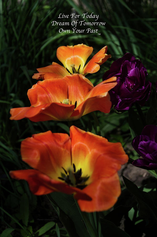 Live Dream Own Floral Tulips Early Morning Vertical Text Photograph by Thomas Woolworth