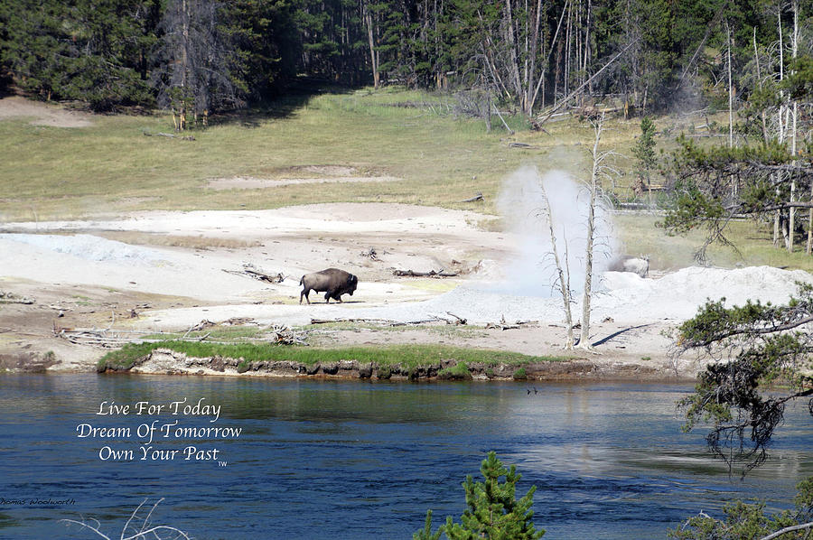 Live Dream Own Yellowstone Park Bison Text Photograph by Thomas Woolworth