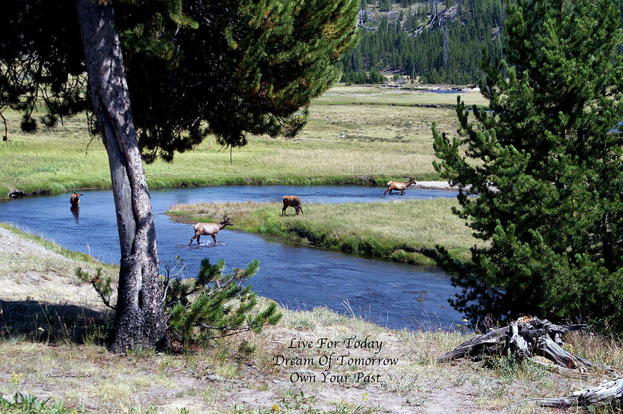 Live Dream Own Yellowstone Park Elk Herd Text Photograph by Thomas Woolworth