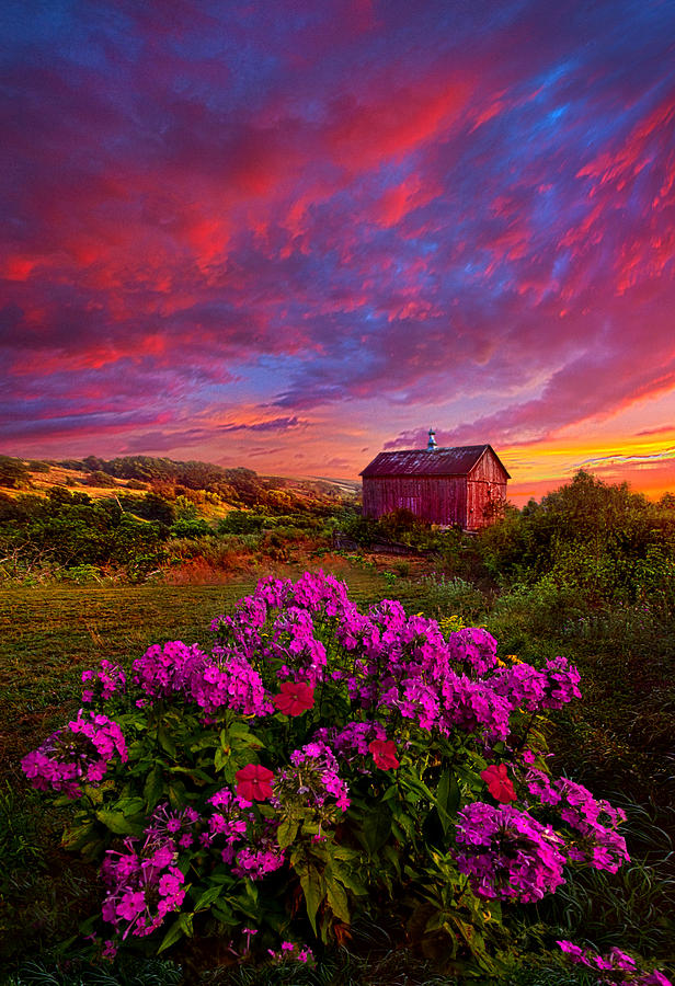 Flower Photograph - Live In The Moment by Phil Koch