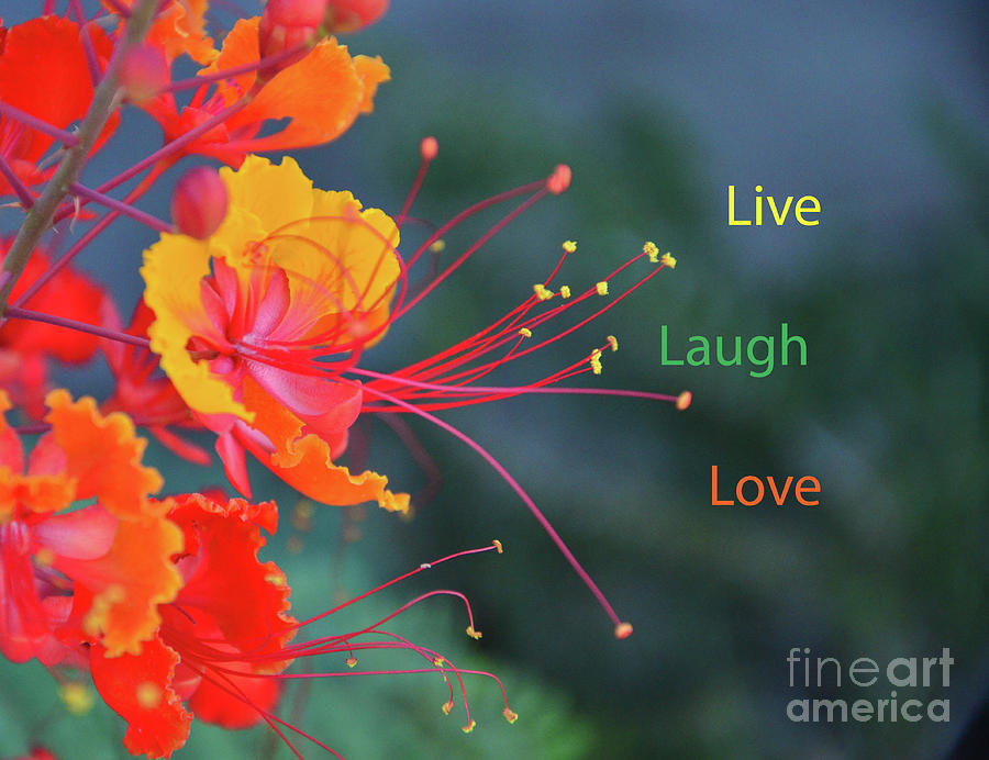 Live Laugh Love Photograph by Debby Pueschel