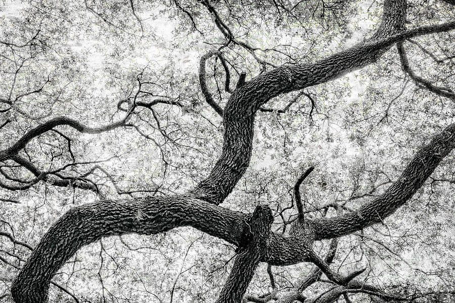 Live Oak abstract 1 Photograph by Sandra Selle Rodriguez