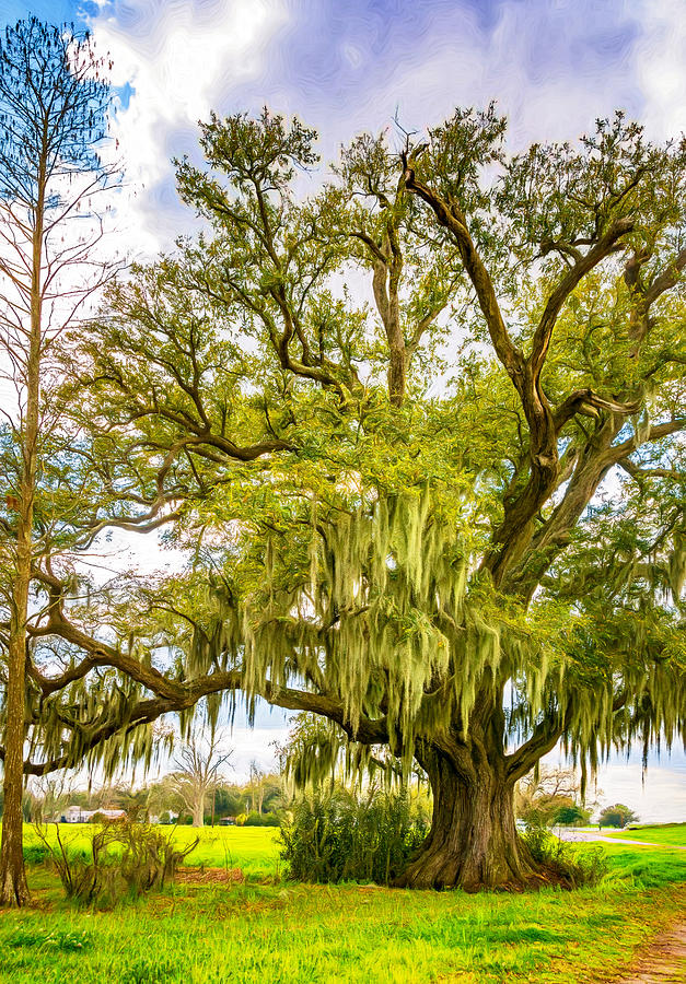 Live Oak and Spanish Moss 2 - Paint Photograph by Steve Harrington - Pixels