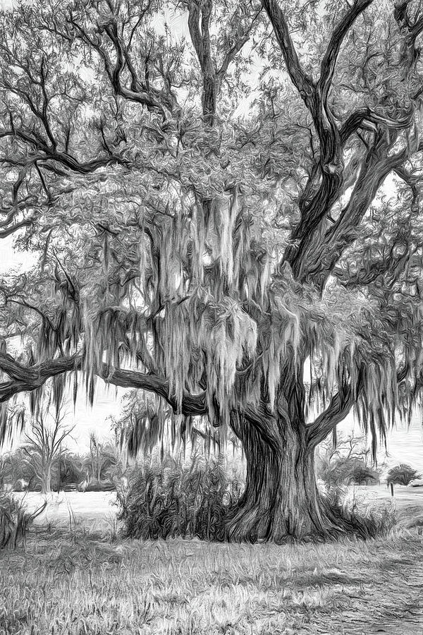 New Orleans Photograph - Live Oak and Spanish Moss - Paint BW by Steve Harrington