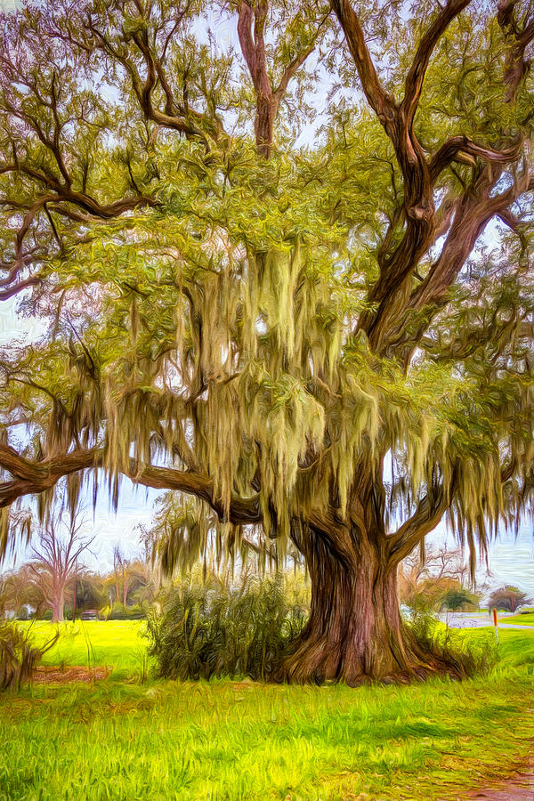 New Orleans Photograph - Live Oak and Spanish Moss - Paint by Steve Harrington