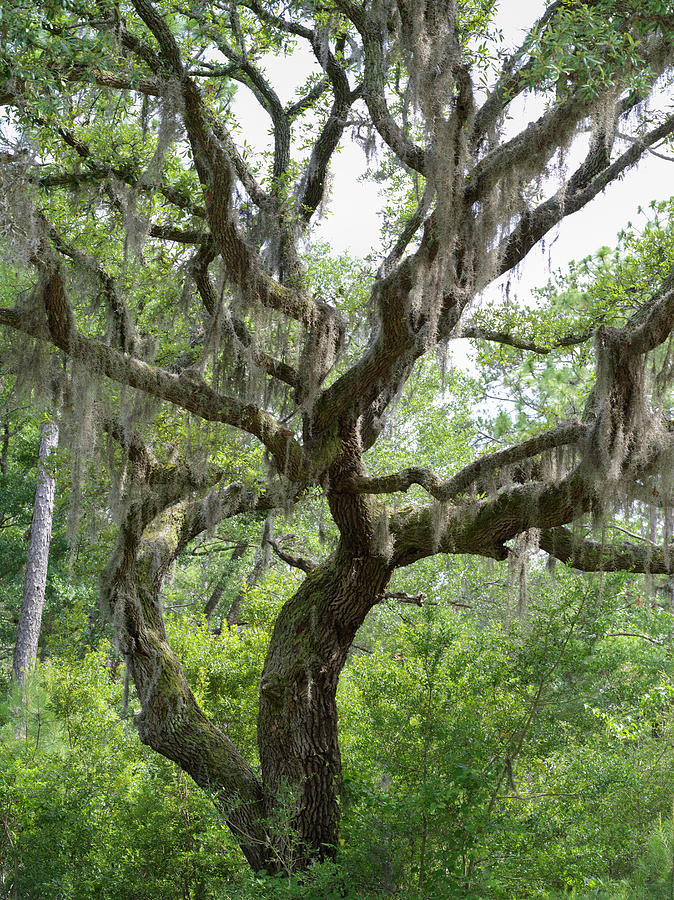 Live Oak at Brunswick Town Photograph by Chad Talton - Pixels