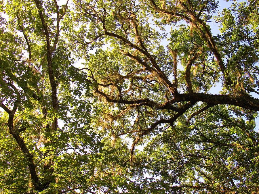 Live Oak Canopy Photograph by Joshua Bales