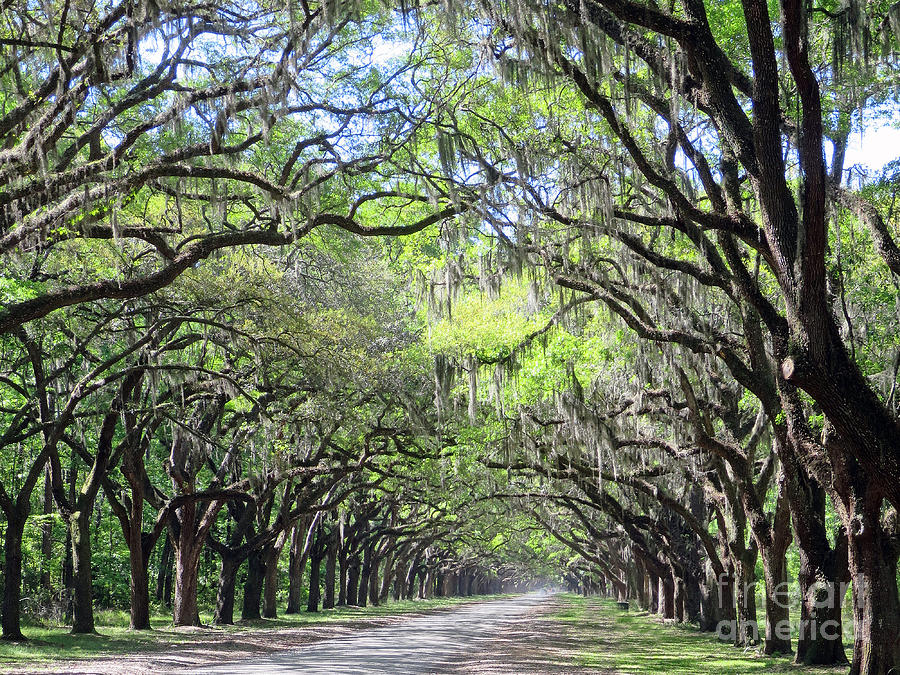 Live Oak Canopy Photograph by Rick Locke - Out of the Corner of My Eye
