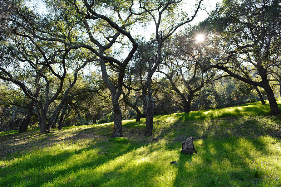 Live Oak Canyon Sunburst Photograph by Kyle Hanson - Fine Art America