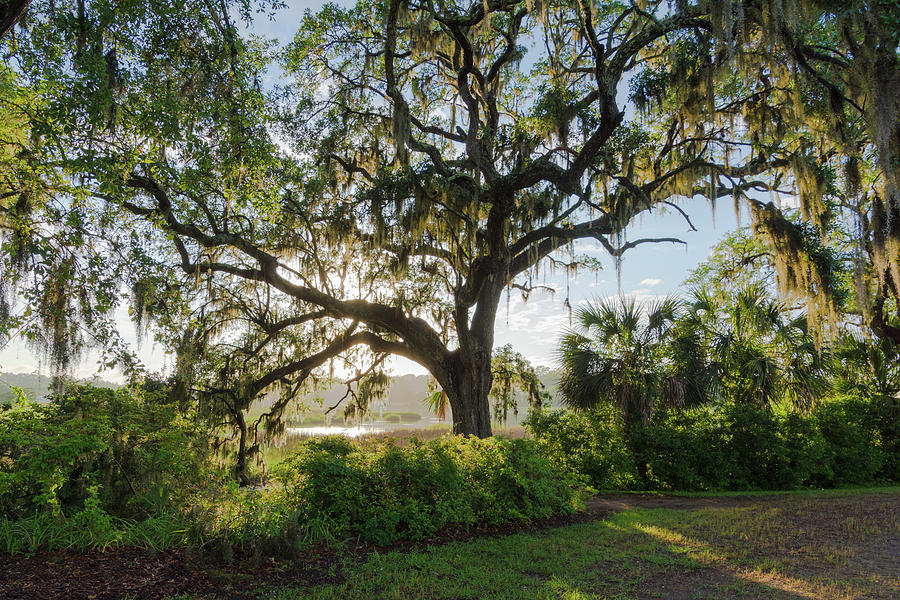 Live Oak Draped In Spanish Moss At Marsh Edge Photograph By Tim Bond 