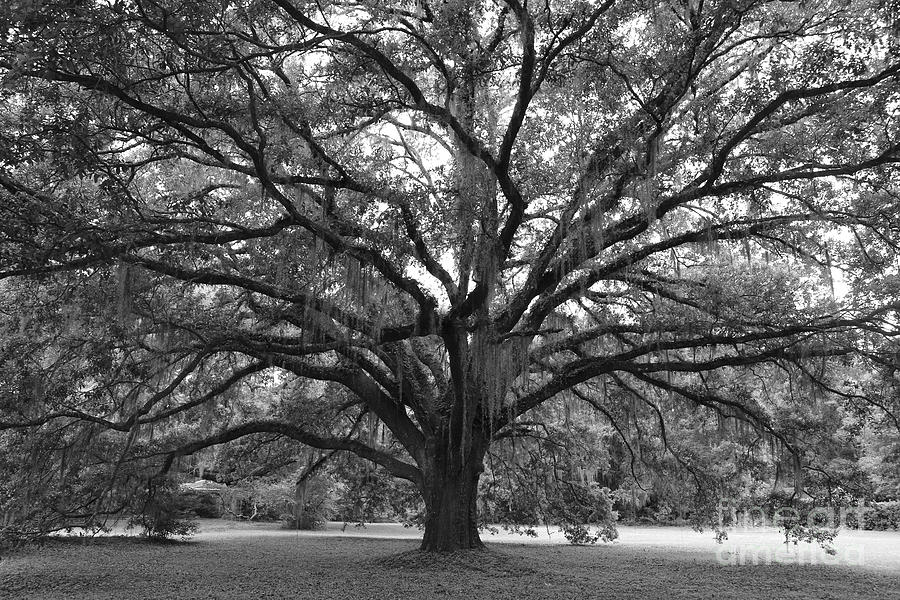 Live Oak in Black and White Photograph by Carol Groenen