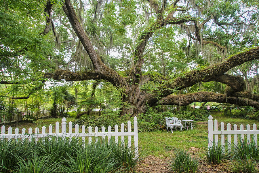 Live Oak in Heritage Park Photograph by Betty Eich