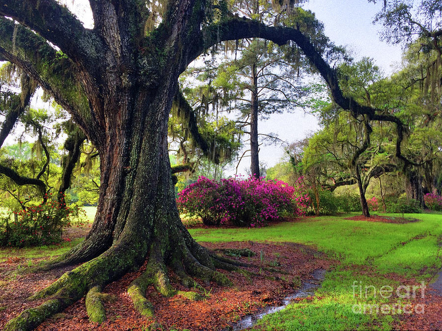 Live Oak in Spring Photograph by Jennifer Ludlum