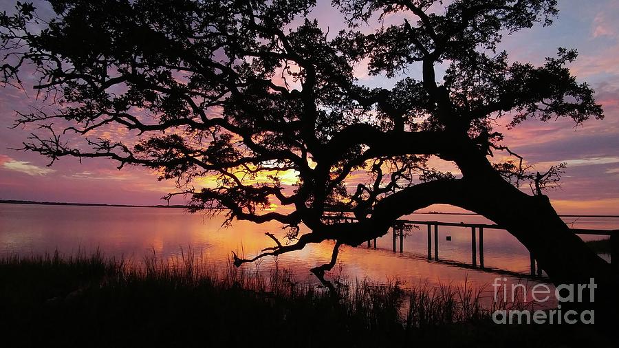 Live Oak Landing Sunrise Photograph by Benanne Stiens